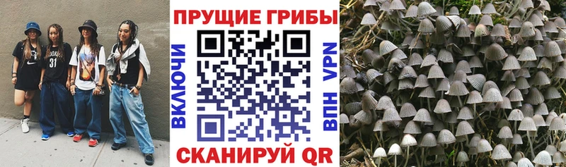 Купить Болотное Псилоцибиновые грибы Psilocybe